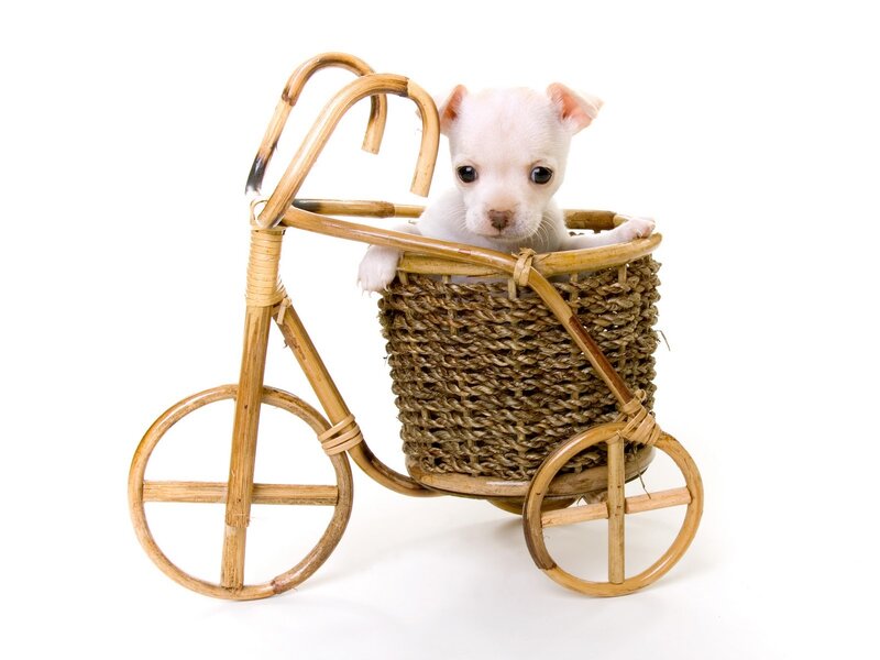 White Chihuahua Puppy — Innocent, Photograph