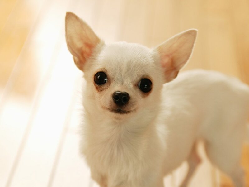 White Chihuahua Puppy — Innocent