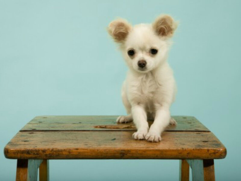 White Chihuahua Puppy — Light Blue