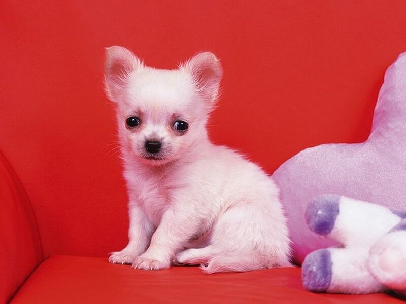 White chihuahua puppy on red couch