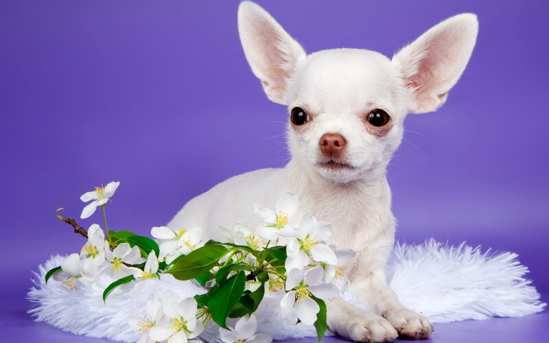 White Chihuahua Puppy — Purple, Calm