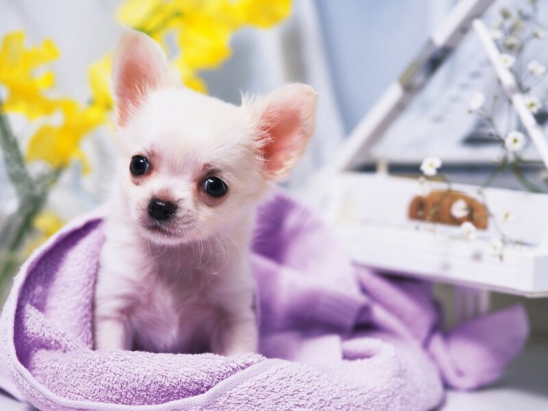 White Chihuahua Puppy — Purple