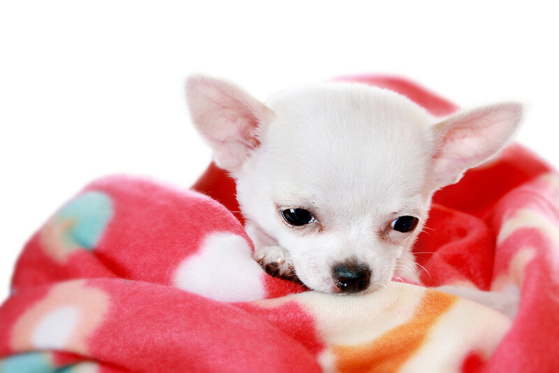 White Chihuahua Puppy — Red