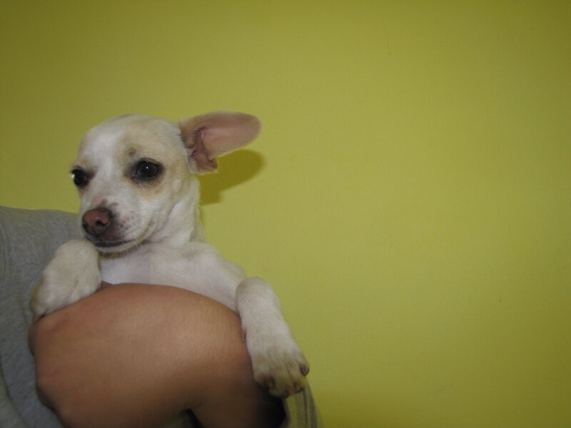 White Chihuahua Puppy — Yellow, Calm