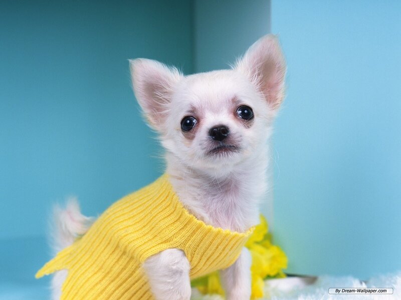 White Chihuahua Puppy — Yellow