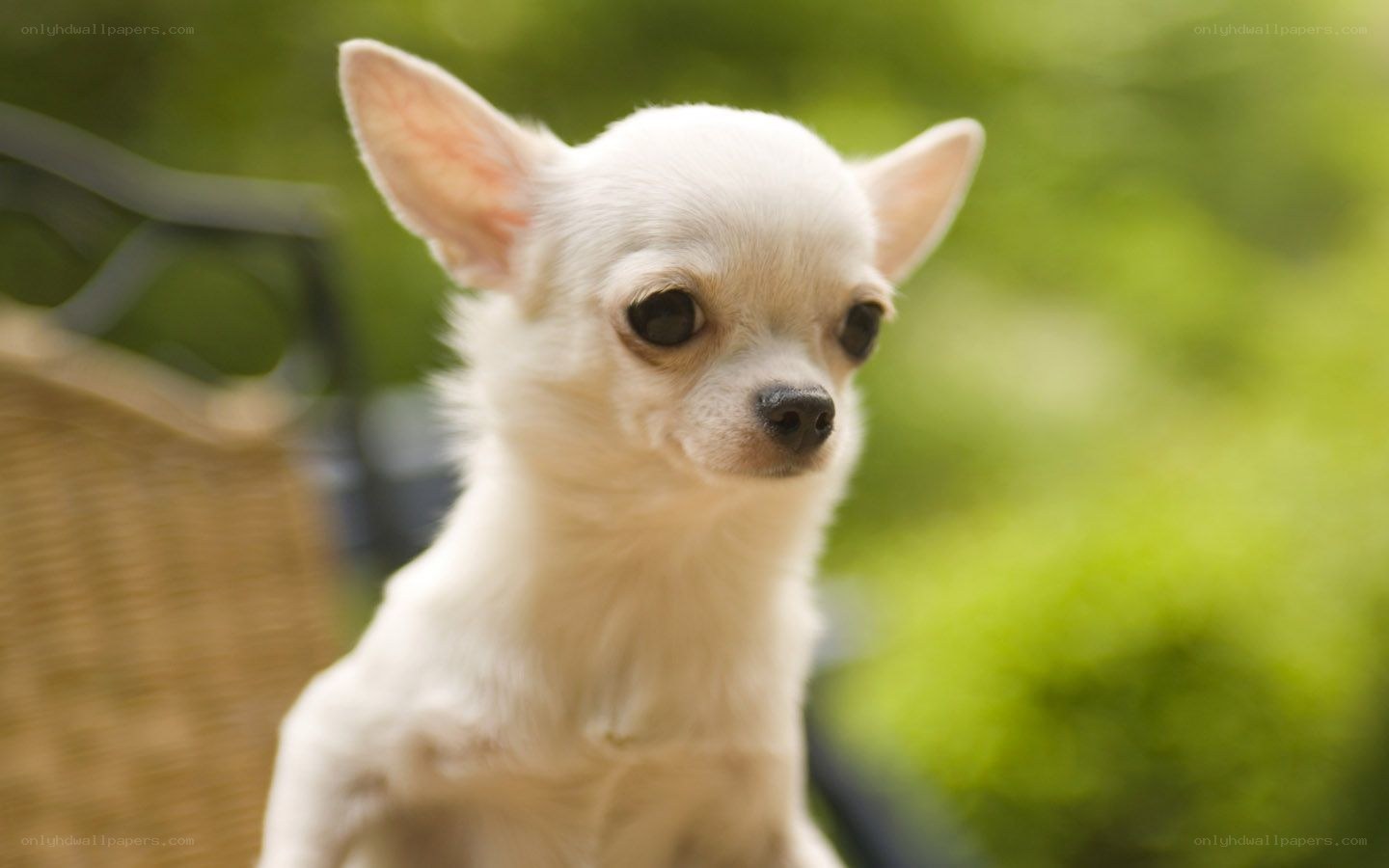 white chihuahua puppy