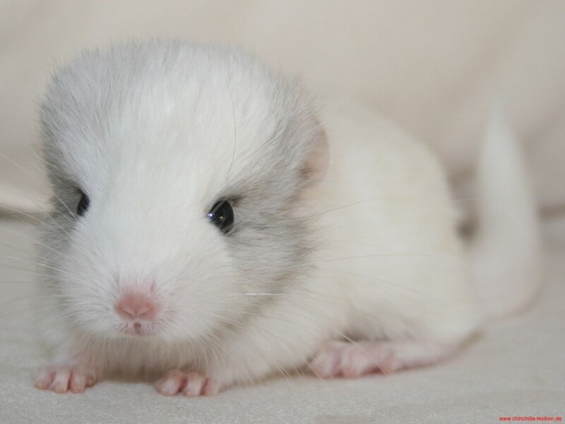 white chinchilla baby