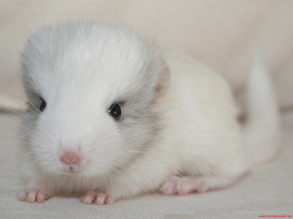 white chinchilla baby
