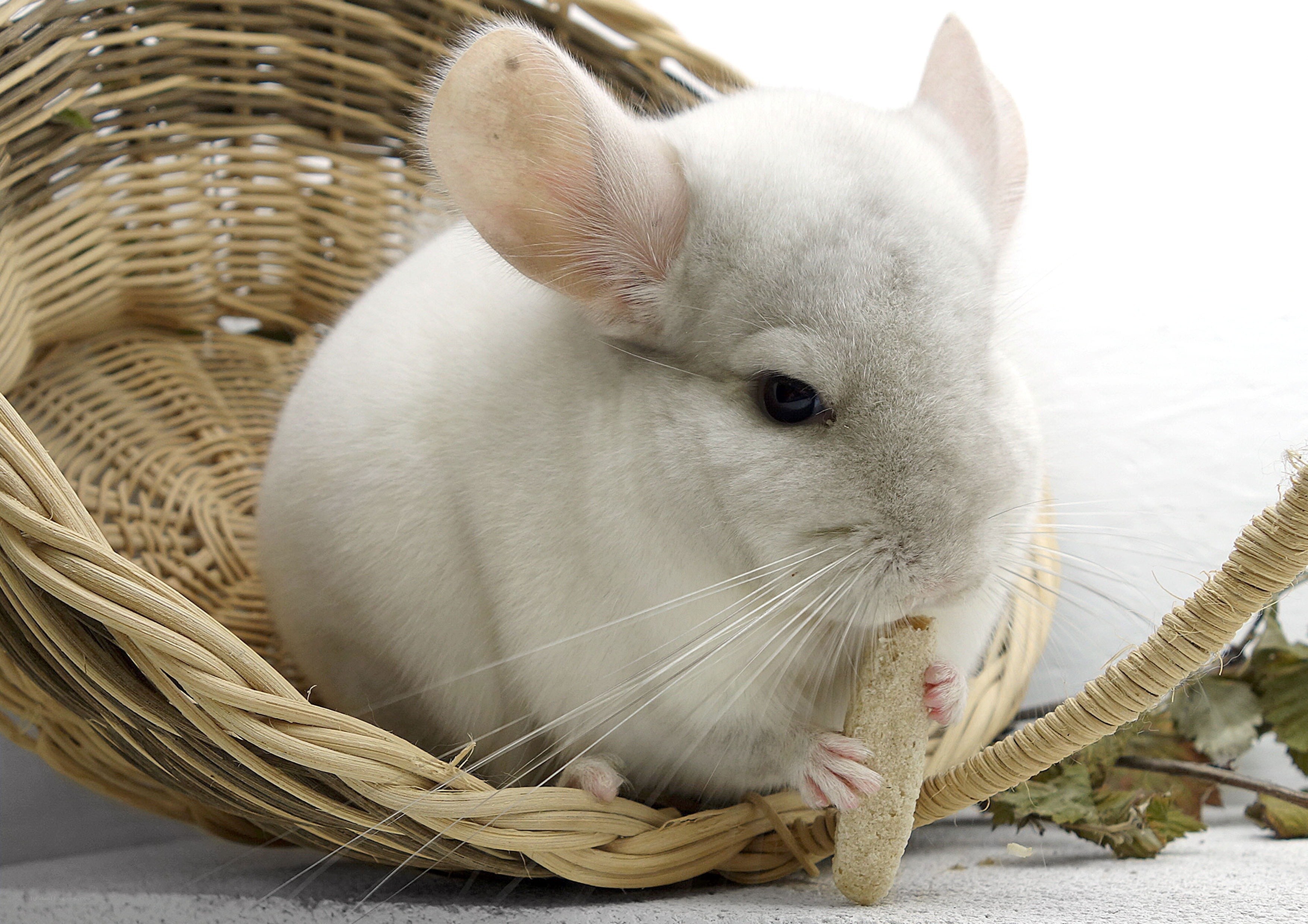 white chinchilla in basket