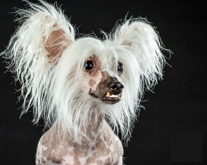 White Chinese Crested Dog
