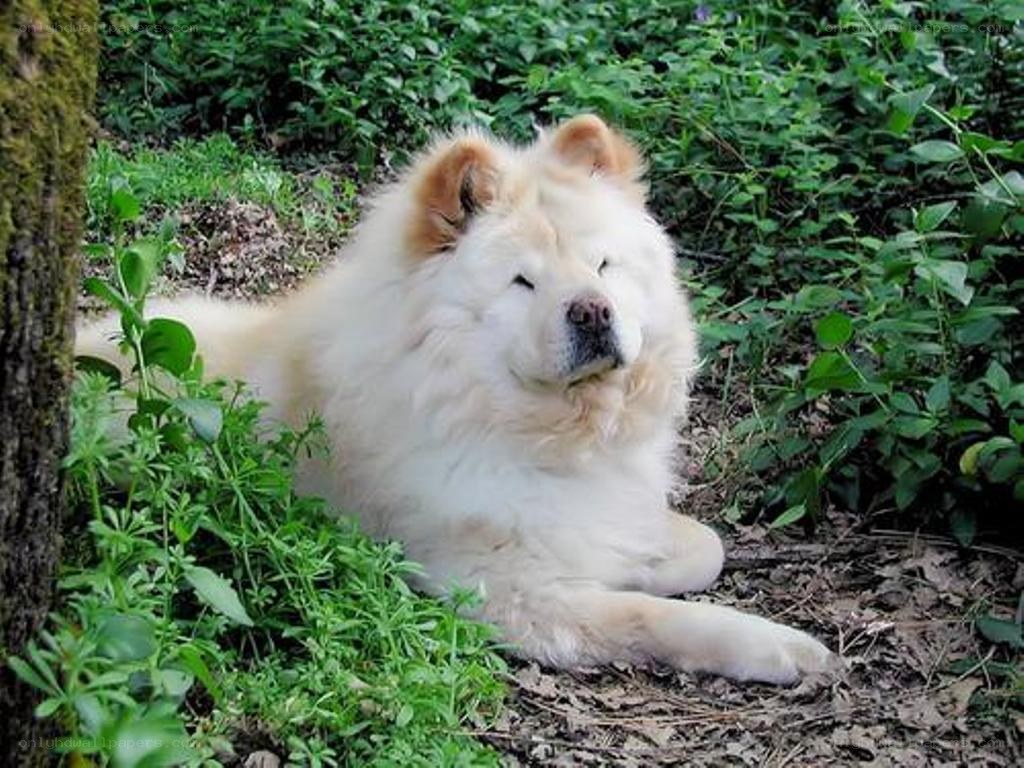 white chow chow dog resting