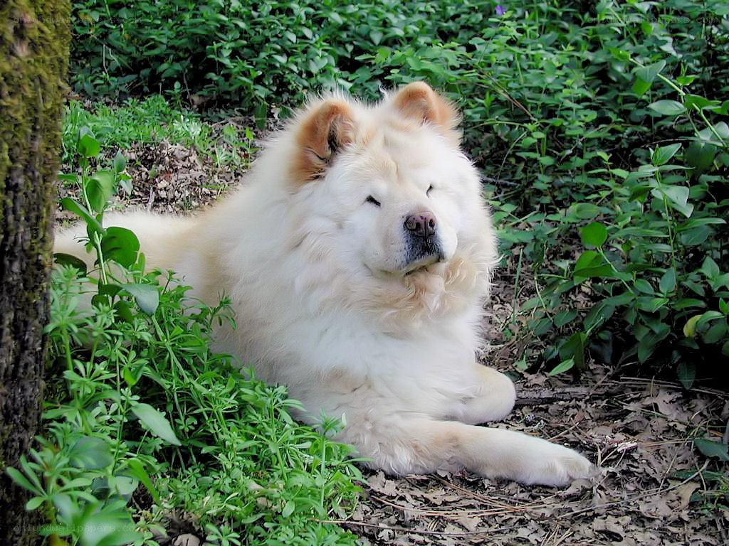 White chow chow dog resting