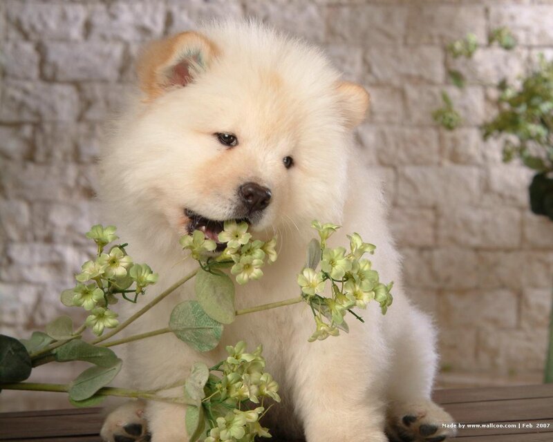 White Chow Chow Puppy — Calm, Photograph, Flowers, Brick Wall