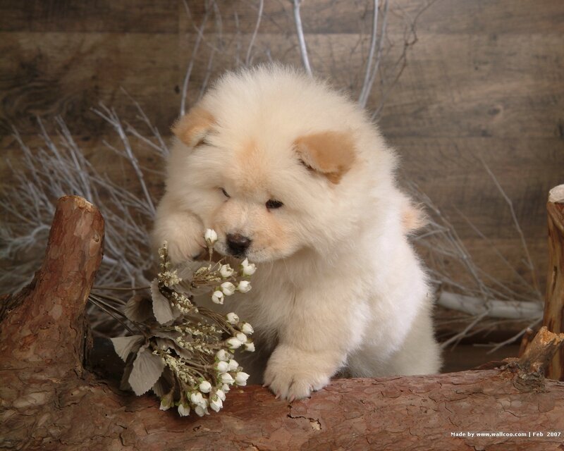 White Chow Chow Puppy — Calm, Photograph, Flowers