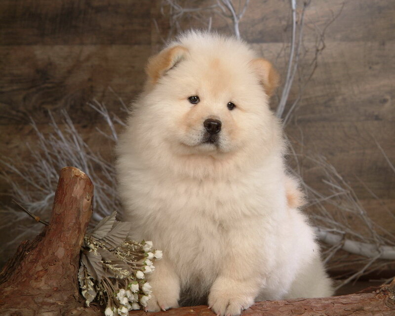 White Chow Chow Puppy — Calm, Photograph