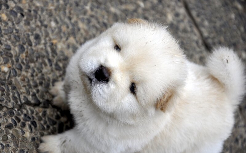 White Chow Chow Puppy — Calm