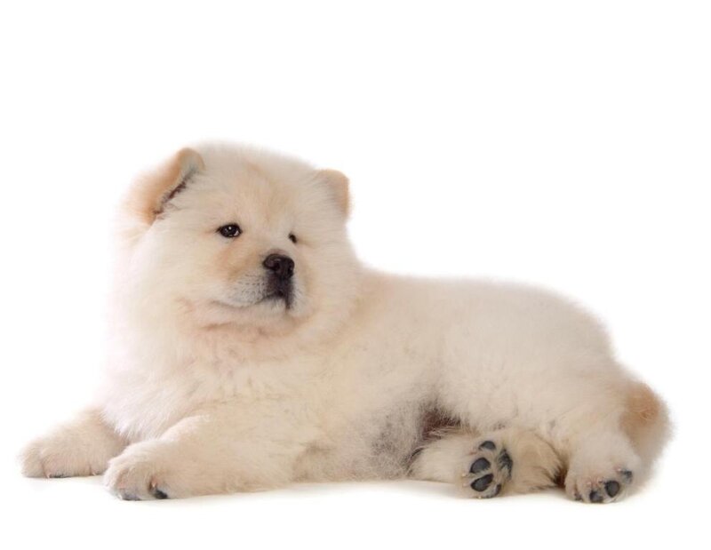 White Chow Chow Puppy