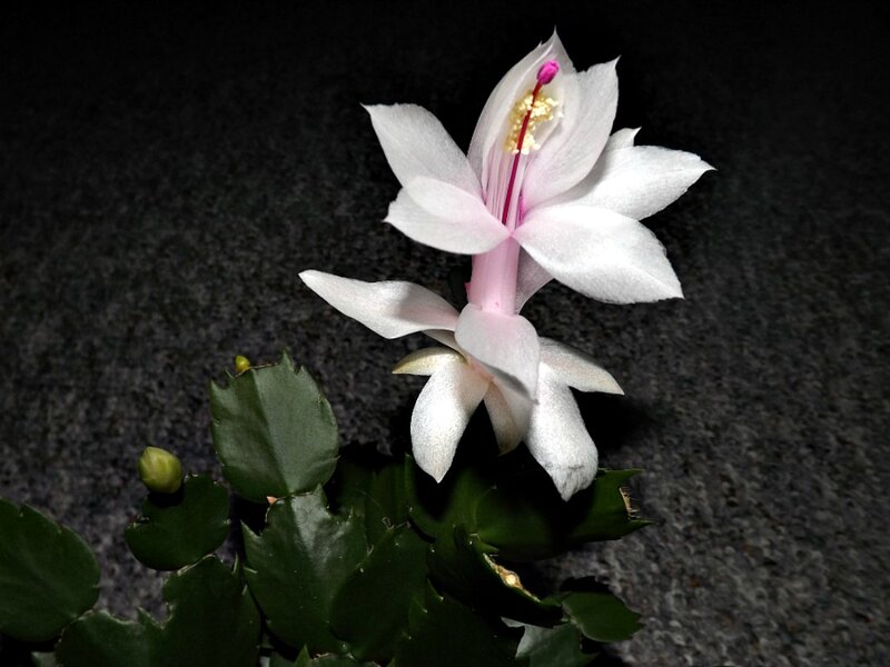 White Christmas Cactus Flower — Dramatic