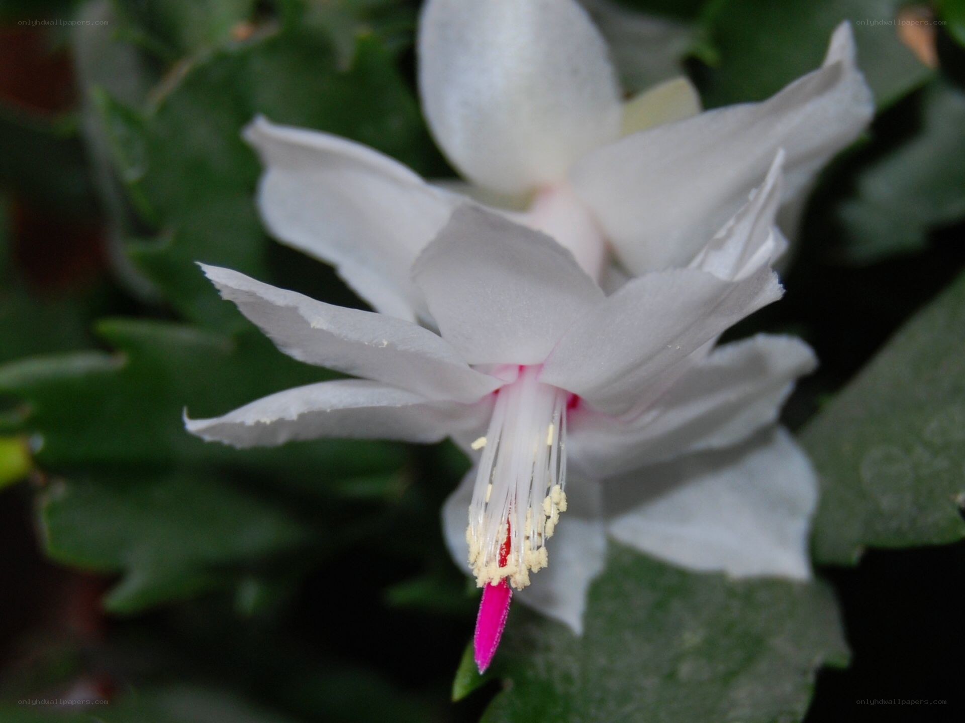 white christmas cactus flower