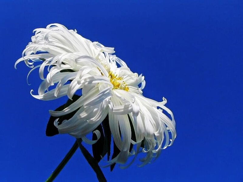 White chrysanthemum against blue sky