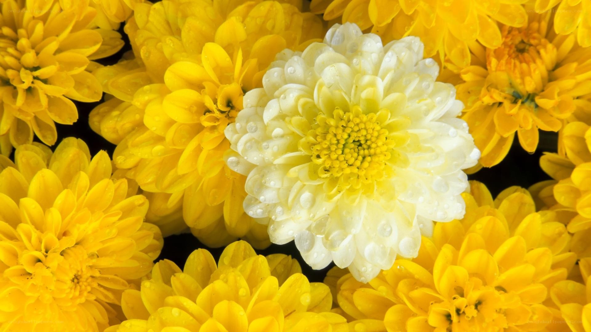 White chrysanthemum among yellow flowers