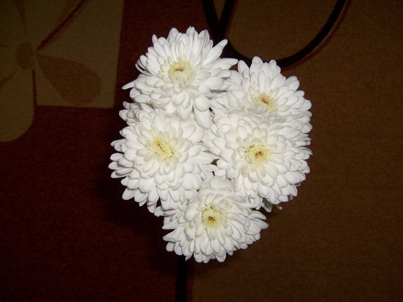 White Chrysanthemum Bouquet — Calm, Photograph