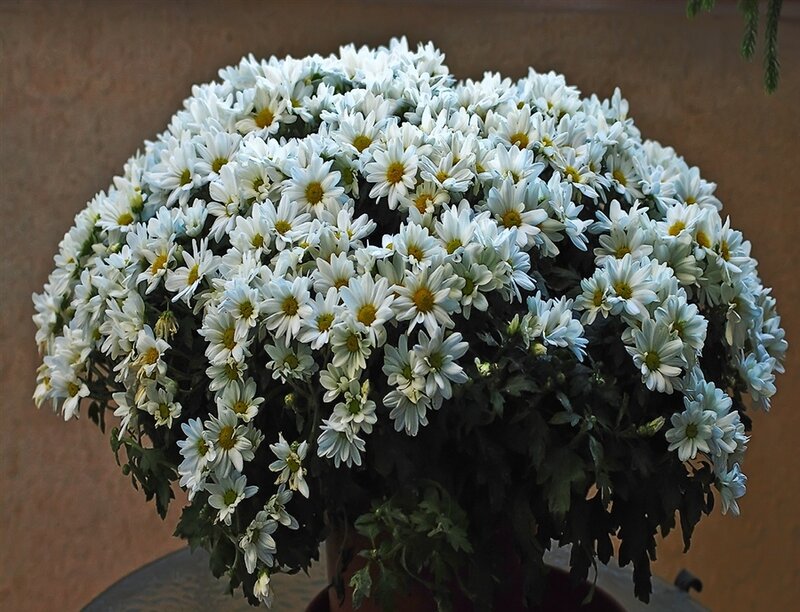 White Chrysanthemum Bouquet — Calm