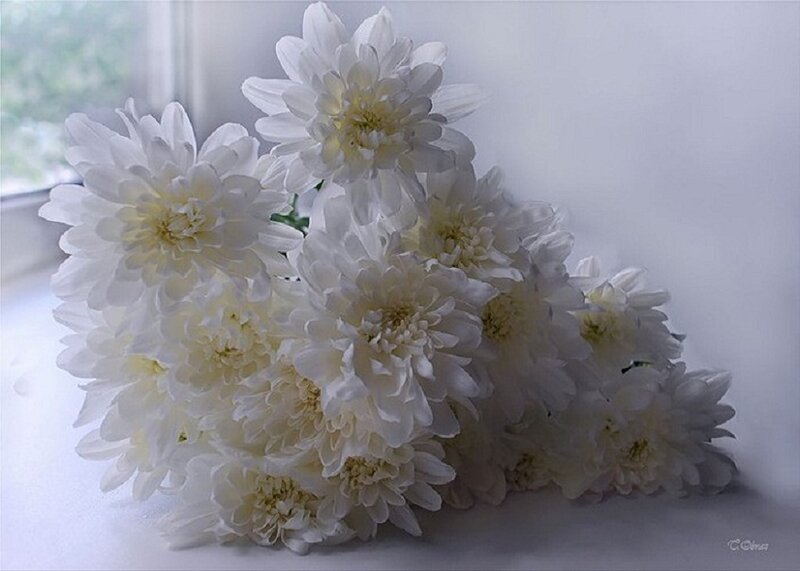 White Chrysanthemum Bouquet — Serene