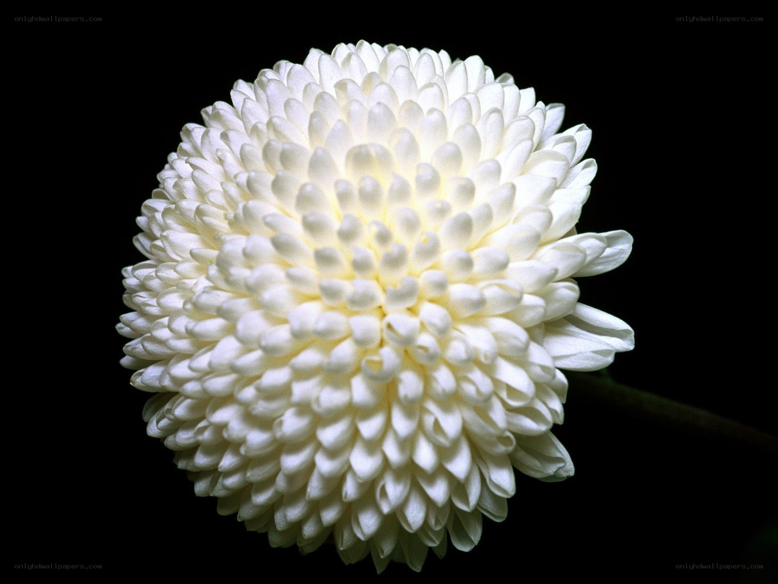 White chrysanthemum flower