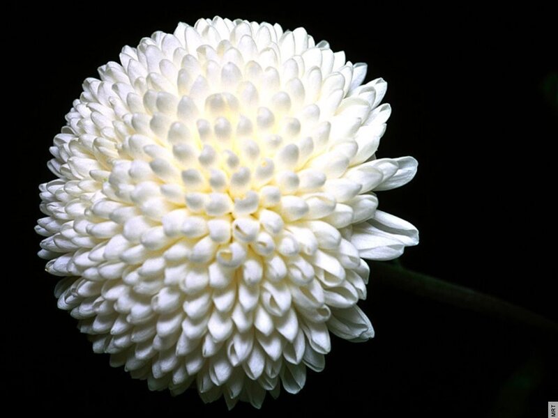 white chrysanthemum flower