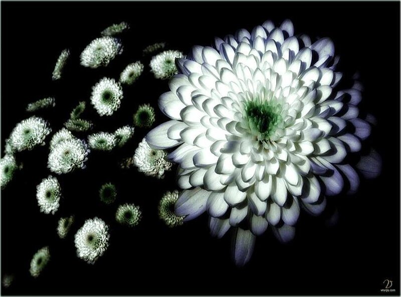 White chrysanthemum flower