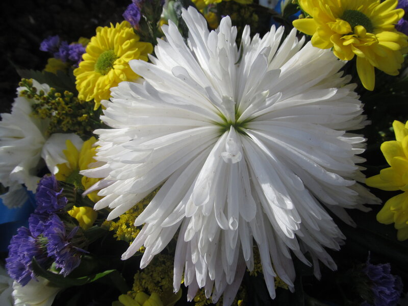 White Chrysanthemum Flower — Bright
