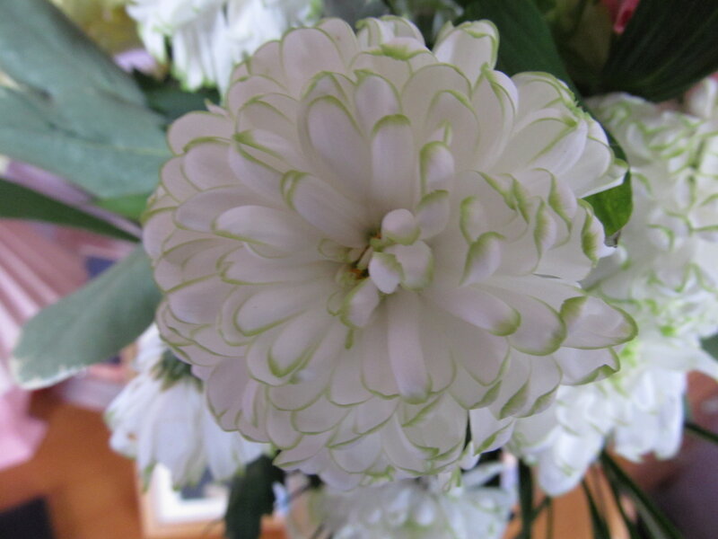 White Chrysanthemum Flower — Calm, Photograph, Green Leaves