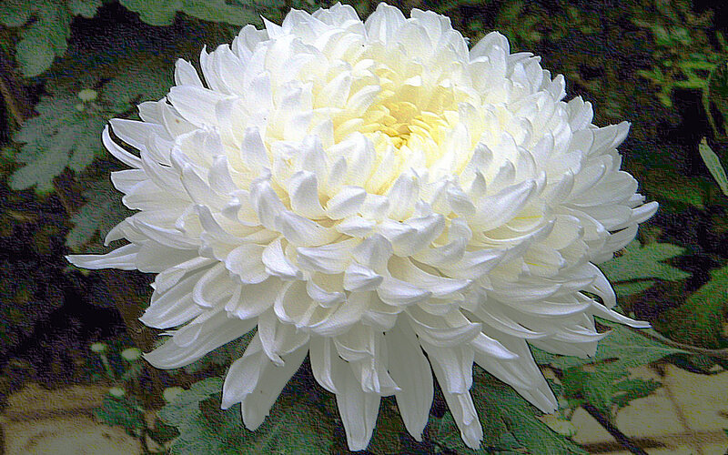 White Chrysanthemum Flower — Calm, Photograph, Leaves