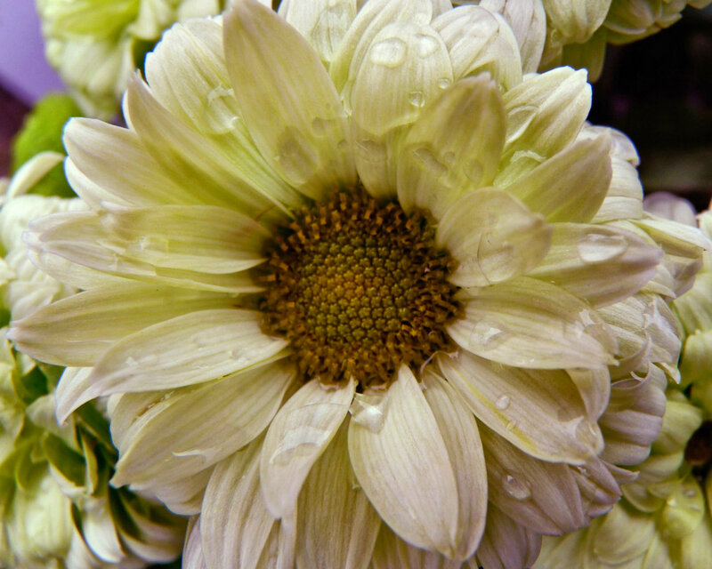 White Chrysanthemum Flower — Calm, Photograph, Petals, Center