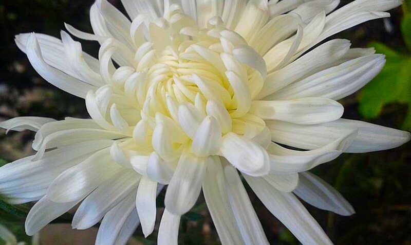 White Chrysanthemum Flower — Calm, Photograph, Petals, Green Leaves