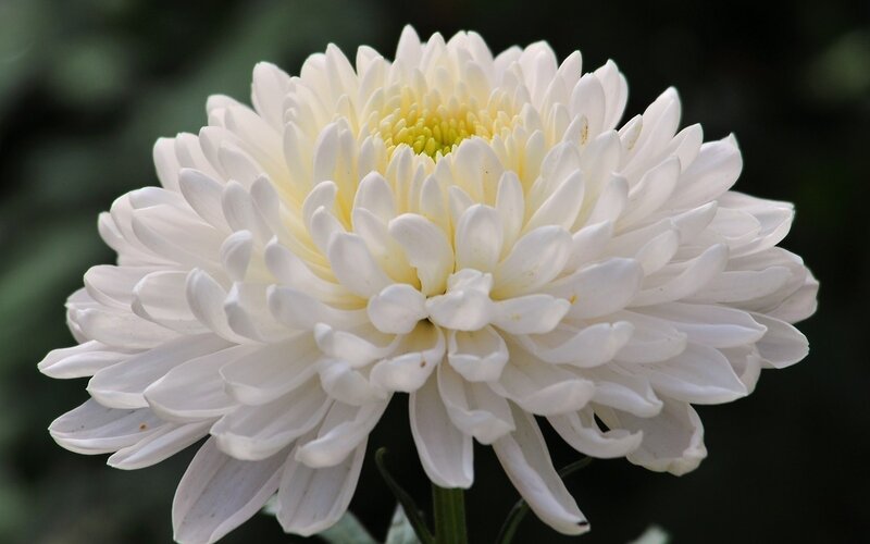 White Chrysanthemum Flower — Calm, Photograph