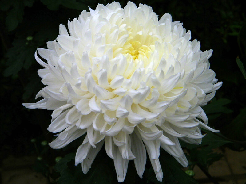 White Chrysanthemum Flower — Calm