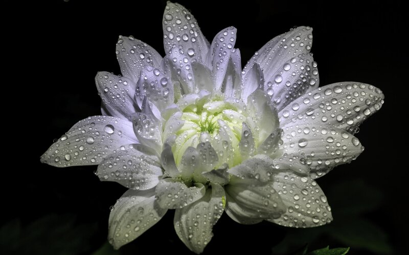 White Chrysanthemum Flower — Dramatic, Night, Photograph