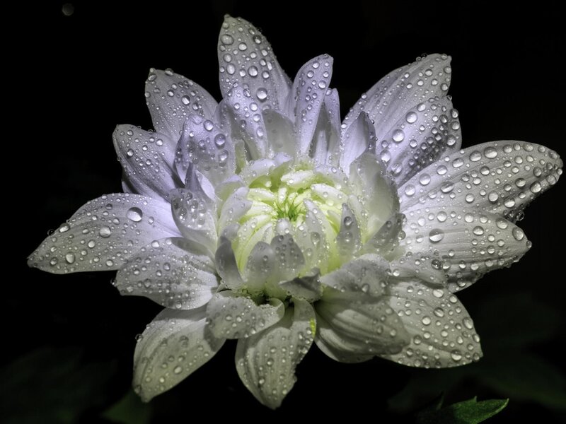 White Chrysanthemum Flower — Dramatic, Night