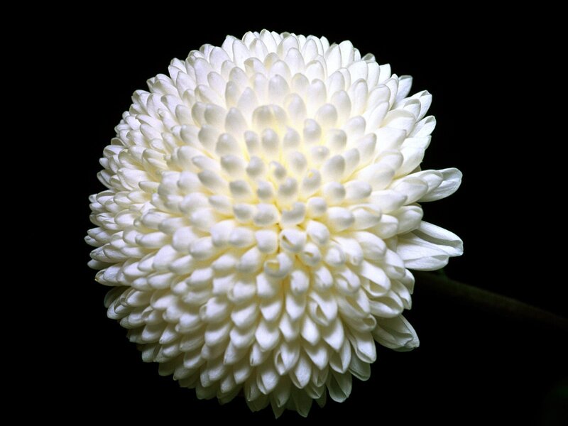 White Chrysanthemum Flower — Dramatic, Photograph