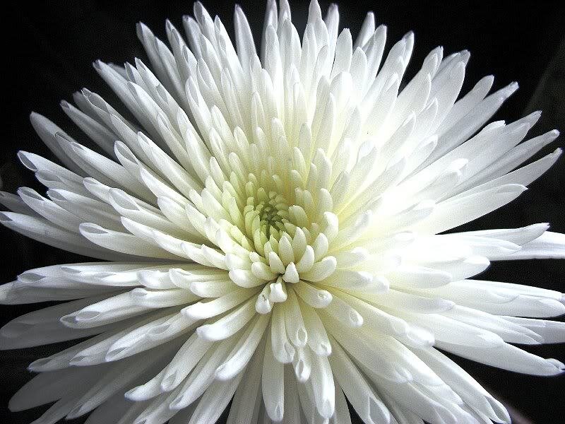 White Chrysanthemum Flower — Dramatic