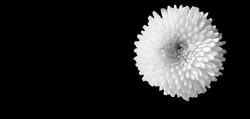 White Chrysanthemum Flower — Minimalist, Photograph