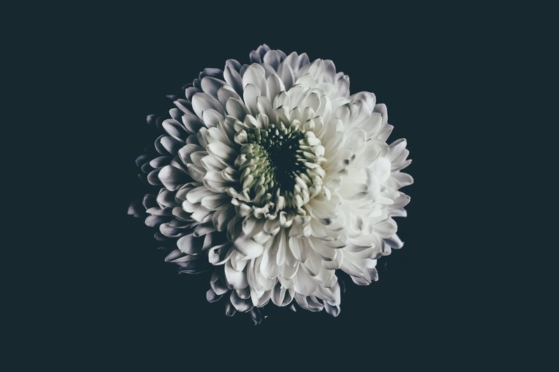 White Chrysanthemum Flower — Minimalist