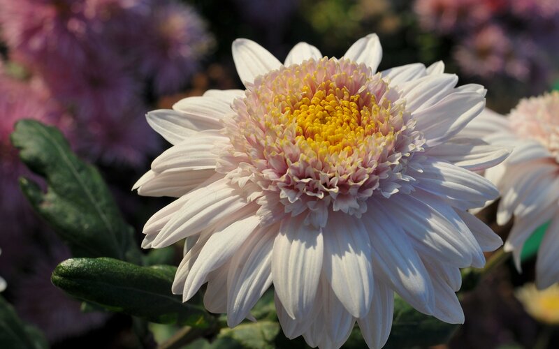 White Chrysanthemum Flower — Serene, Afternoon