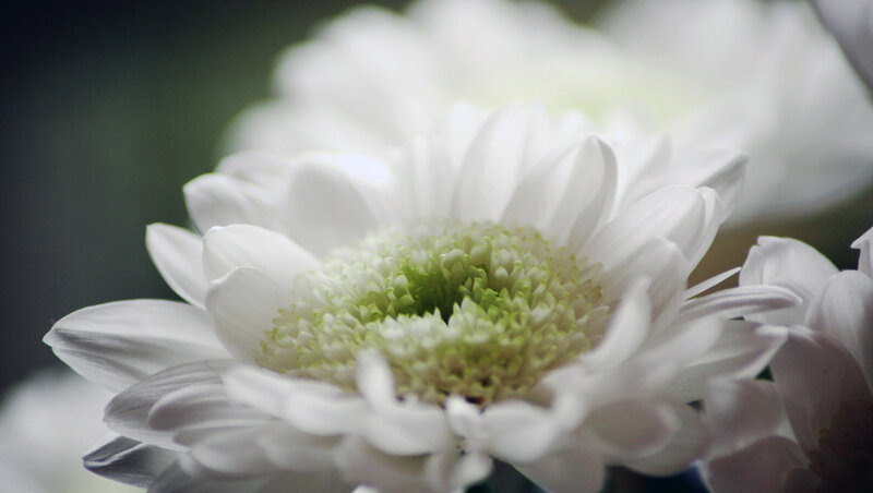 White Chrysanthemum Flower — Serene, Photograph, Petals