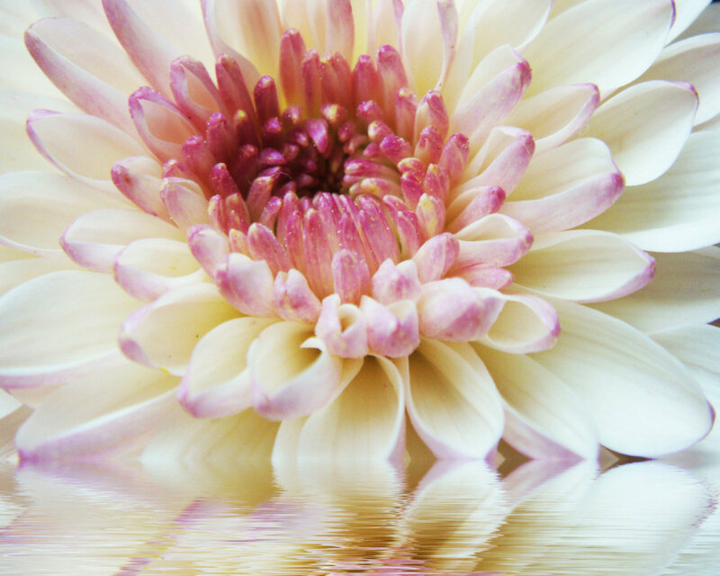 White Chrysanthemum Flower — Serene, Photograph, Reflection