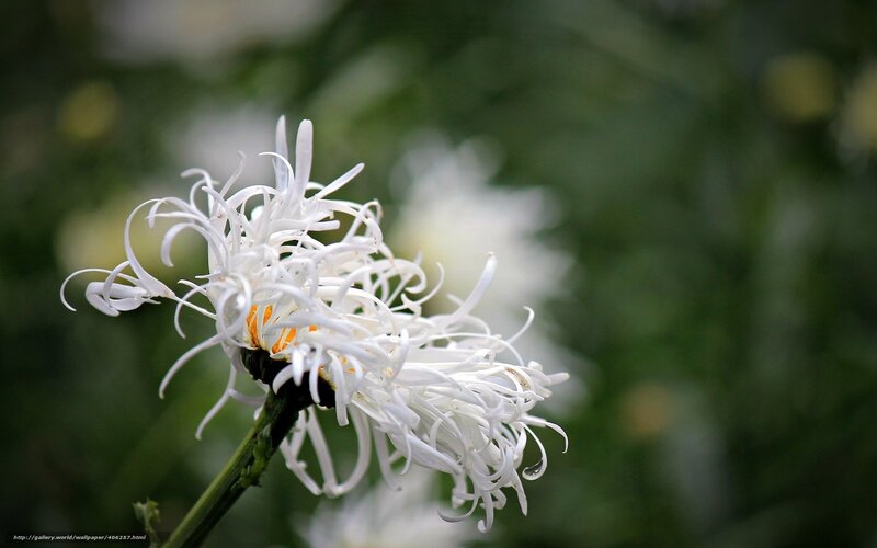 White Chrysanthemum Flower — Serene, Photograph, Stem