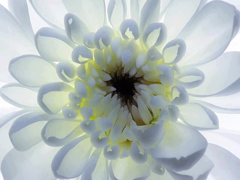 White Chrysanthemum Flower — Serene, Photograph