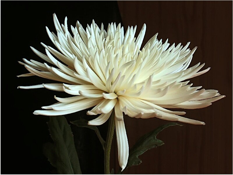 White Chrysanthemum Flower — Serene